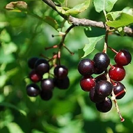 wild cherries11 گیلاس وحشی: خواص دارویی و نحوه مصرف